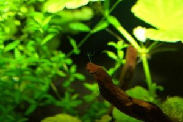 Кракен вход krakens13 at