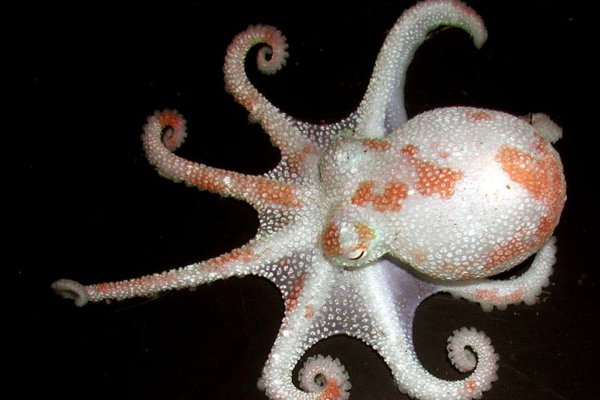 Kraken market зеркала
