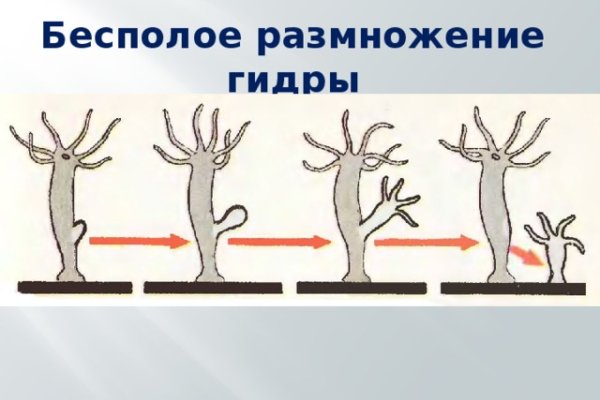 Гидра альтернатива