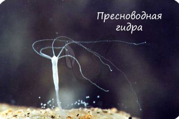 Ссылка на кракен тор